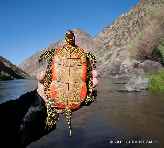 Western Painted Turtle on the Rio Grande near Pilar, NM