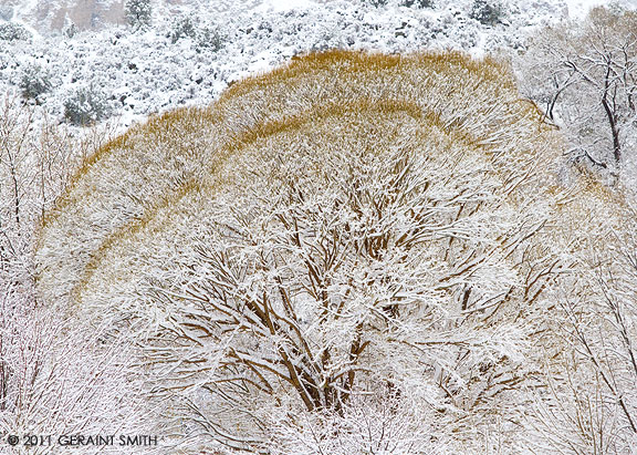 Snowy willow in Pilar, NM