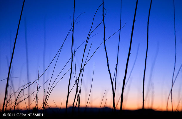 Willow twilight