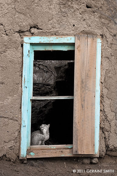 Cat in an old window in an old adobe, Ranchos de Taos