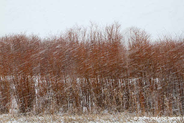 Winter willows