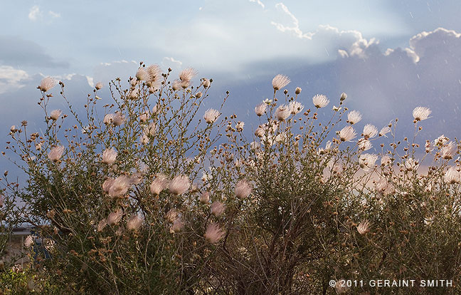 Apache Plume growing abundantly at a rest area, Taos, NM