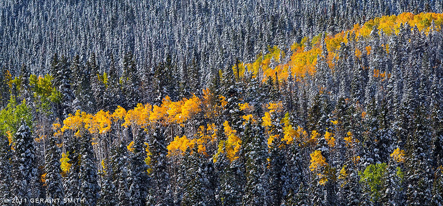 Last of the aspens