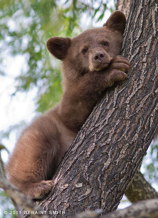 Bear Cub (no mama bear in sight, we kept checking)