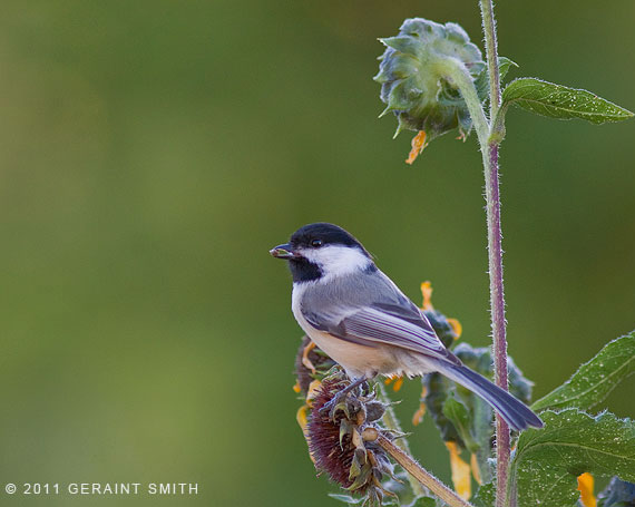 Black - capped Chickadee