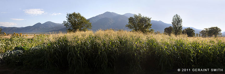 Cornfield and Taos Mountain