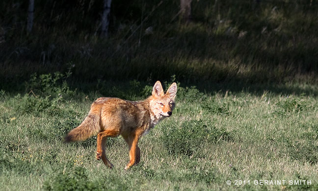 This magnificent coyote crossed the highway in front of me