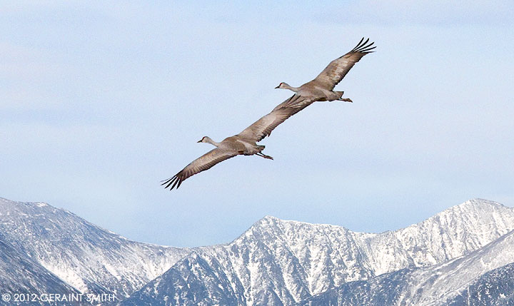 Pas de deux ...  Sand Hill Cranes at the Monte Vista National Wildlife Refuge, Colorado