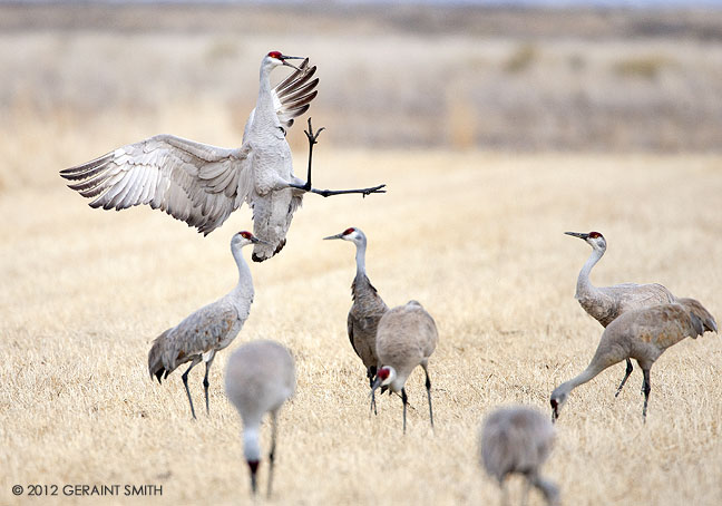 "Incoming" ... Sand Hill Cranes at the Monte Vista National Wildlife Refuge, Colorado