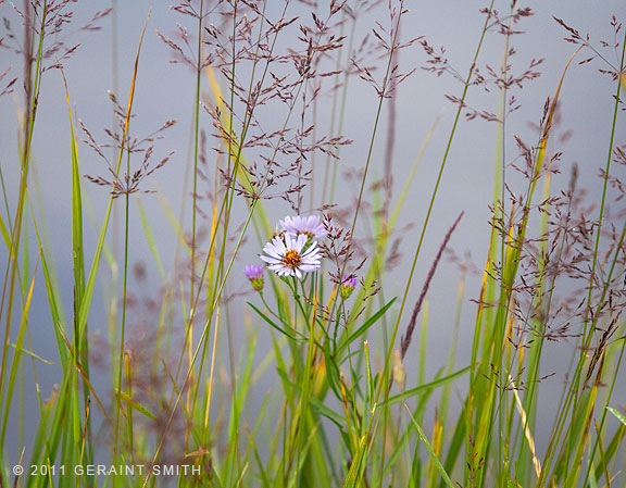 A scene along the pond