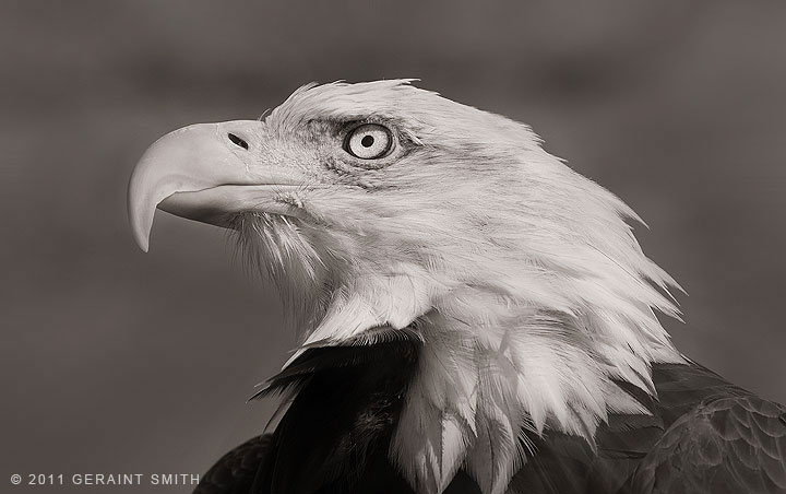 Maxwell ... the bald eagle