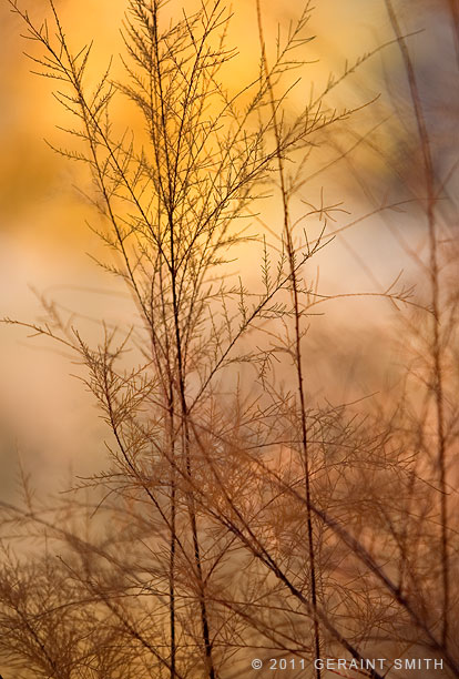 Last bit of fall color along the Rio Grande, NM