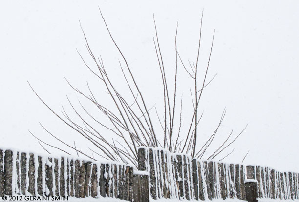 Snow fence and tree