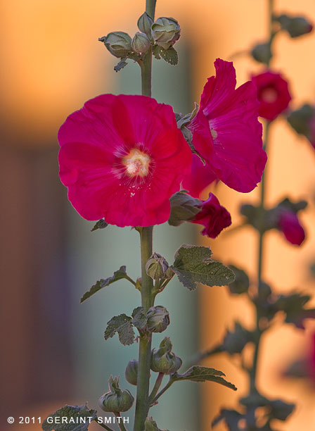 Hollyhock