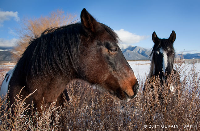 Snow horses