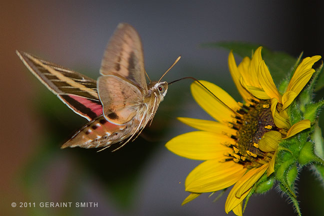 White-lined Sphinx Hummingbird Moth