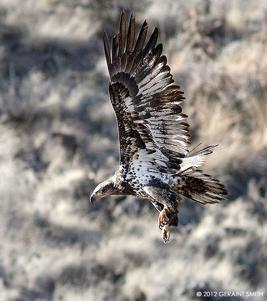 Juvenile Bald Eagle, Taos, New Mexico