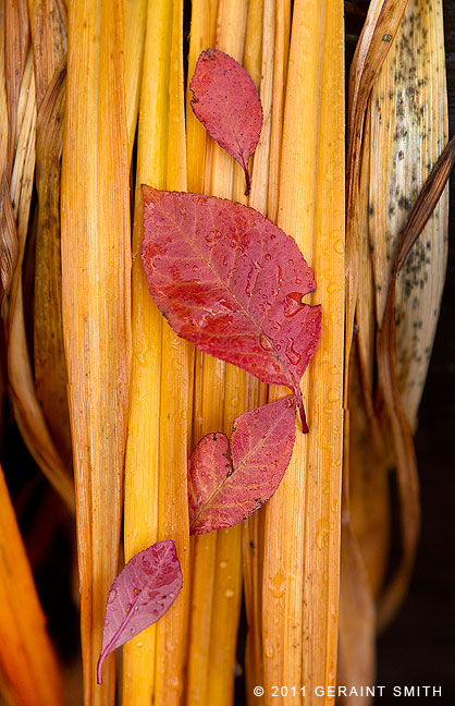 Leaves laying on 'Day Lily' leaves