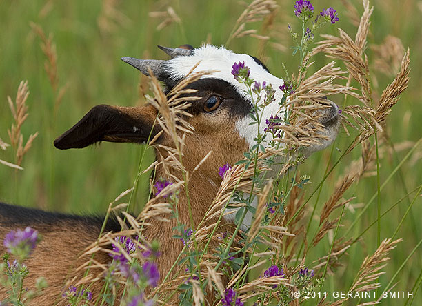 "Lily the kid" ... in the alfalfa and grasses