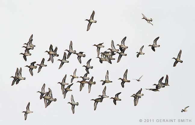 Mallards