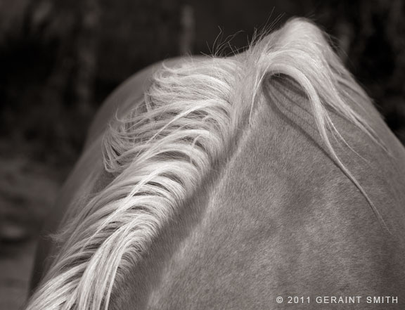 Mare's mane