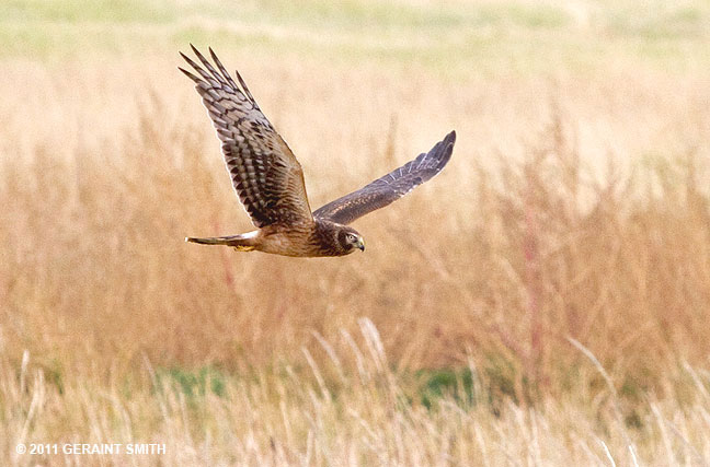 Northern Harrier fly by in Black Lake, NM 