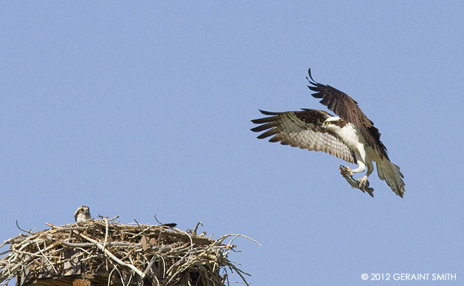 Osprey nesting in the Chama Valley, NM