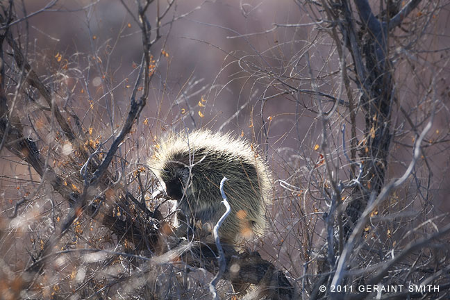 Porcupine at the Monte Vista National Wildlife Refuge, Colorado