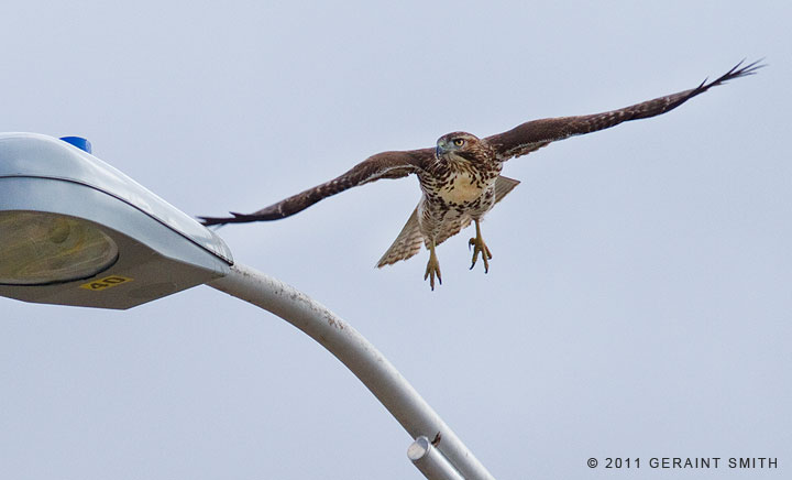 In town Red-tailed hawk