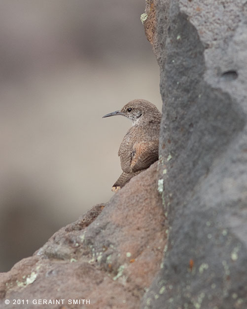 Rock Wren, on a ledge 300 feet above the Rio Grande