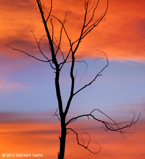 Sunset tree ... the winter skies just keep on keeping on!