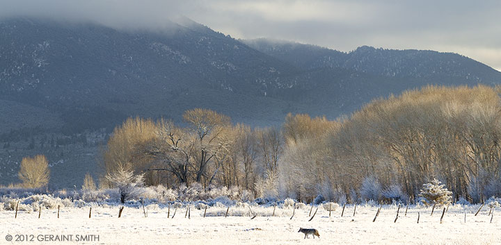 Coyote morning ... in a Taos meadow