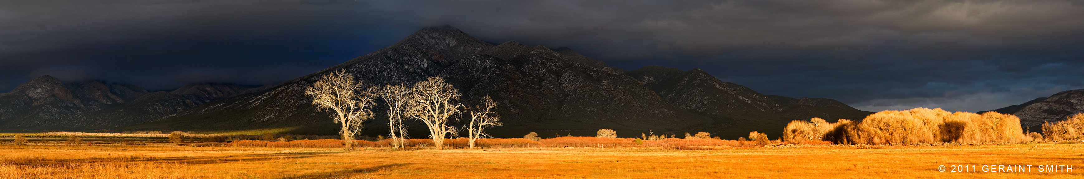 Taos Mountain light and the nightly dance of the cottonwoods