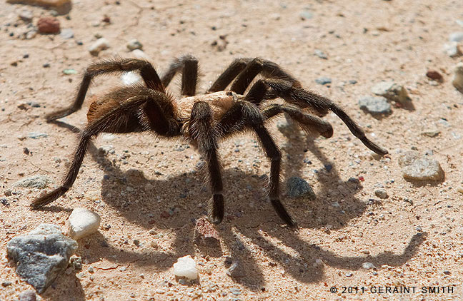 Tarantulas (Theraphosidae) migrating