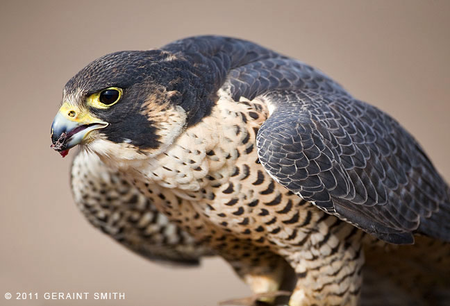 Peregrine Falcon