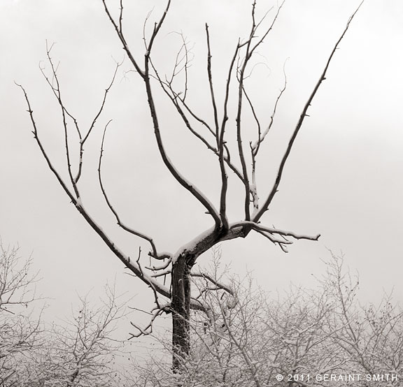 Winter tree