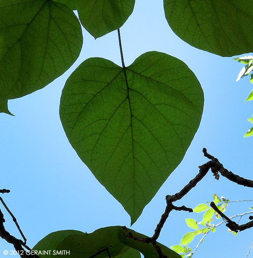 Catalpa heart leaf