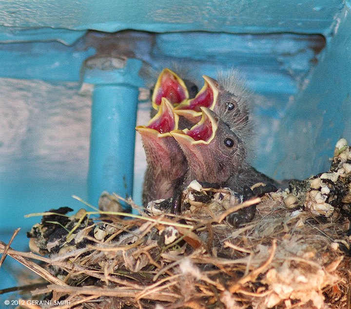 Finches nesting under the portal at my gallery