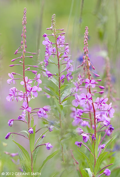 Fireweed ... off to Creasted Butte for wildflowers and the backroads!