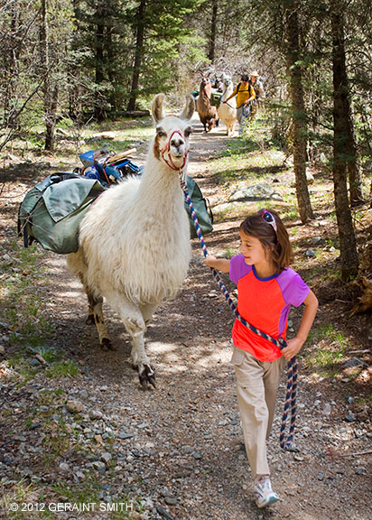 Llama trekking with Wild Earth Llama Adventures!