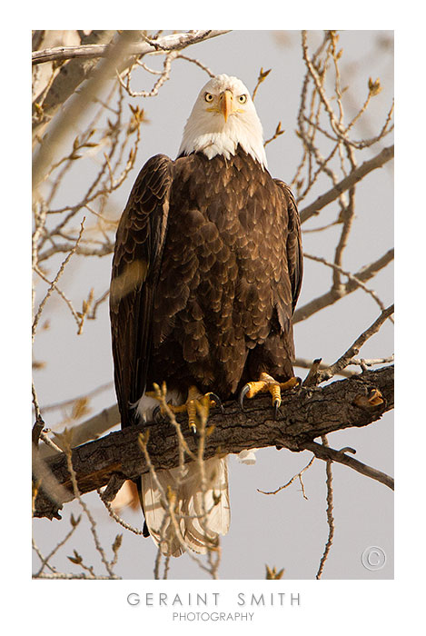 Beautiful Bald Eagle in the village of Pilar, NM