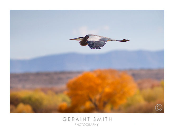 Blue Heron soaring over the Bosque del Apache