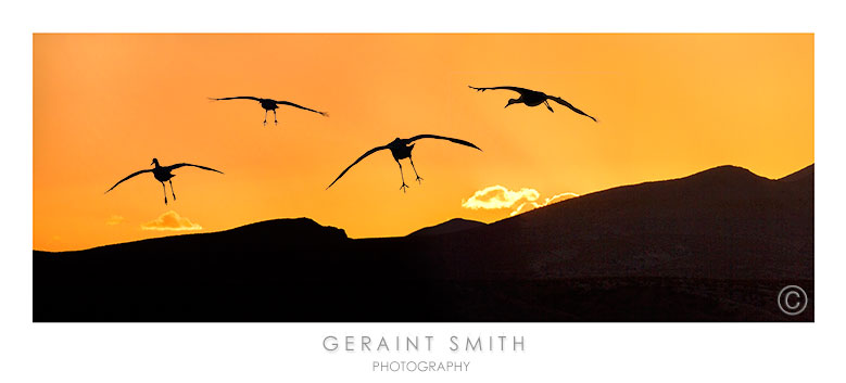 Sandhill cranes, sunset
