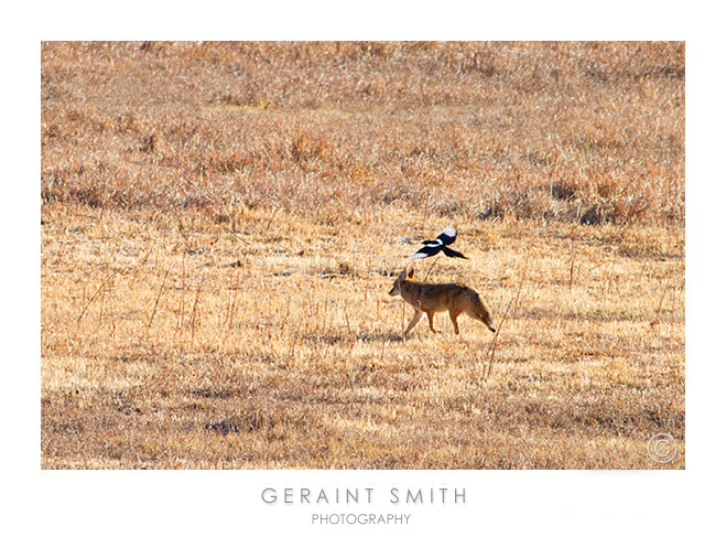 Coyote's, companion