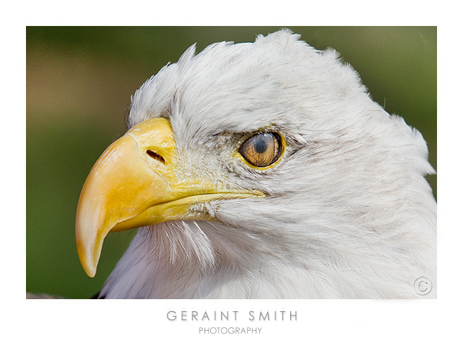The nictating membrane in the eagles eye!