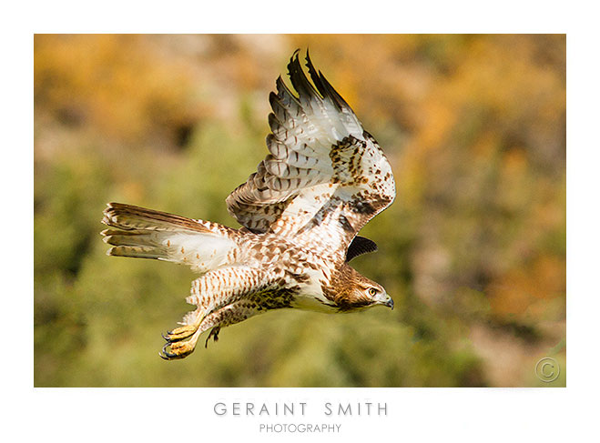 Colorado, Red Tailed Hawk