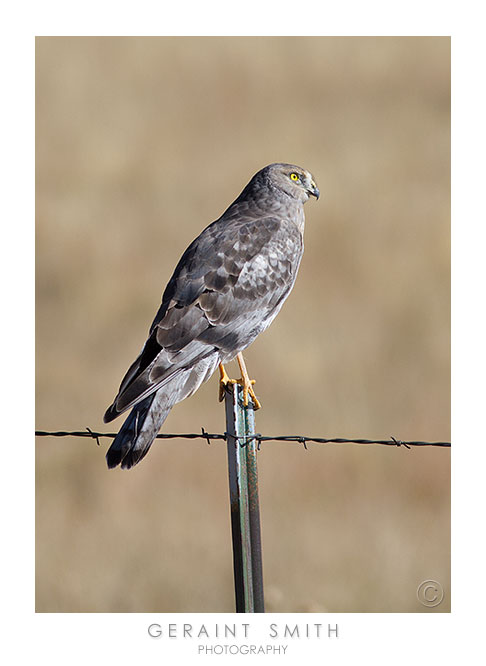 An adult male, Northern Harrier