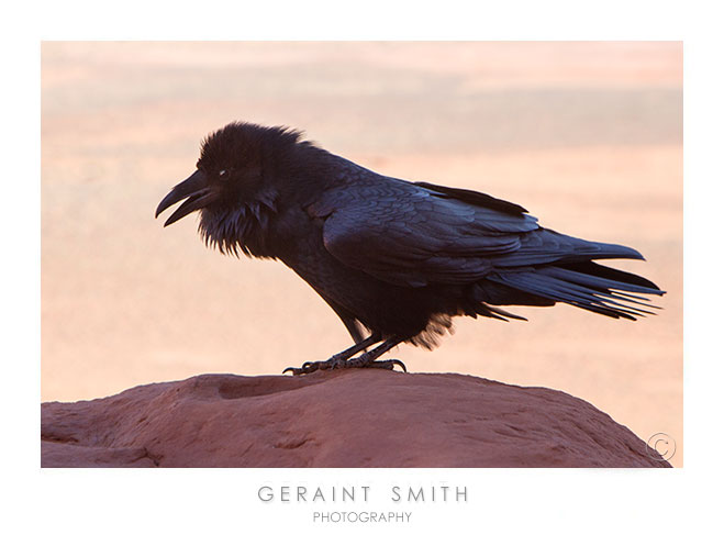 Monument Valley Raven