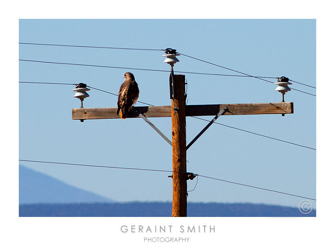 Morning Red-tail