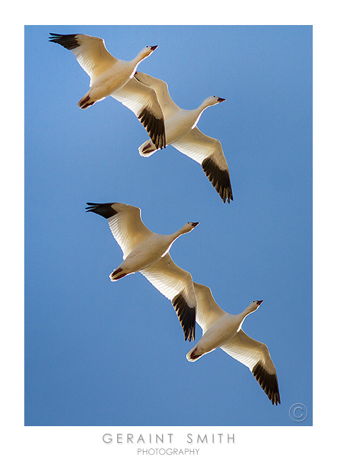 Snow geese in the Bosque del Apache